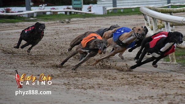 Ang sport ng greyhound racing ay nabuo mula sa pagsasanay ng pag-aanak ng aso, at ang dalawang aktibidad ay malapit pa ring magkaugnay ngayon.